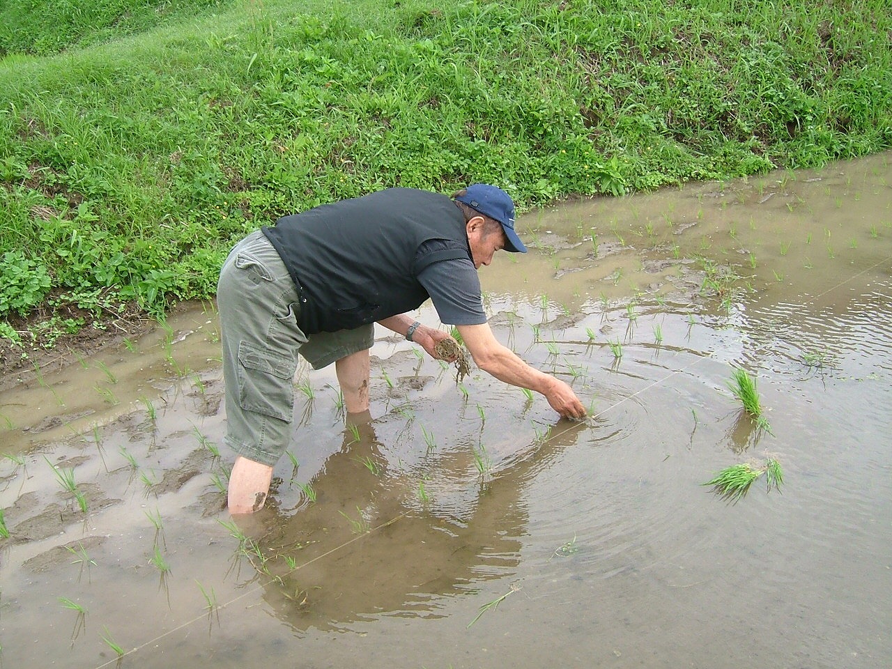 田植え2
